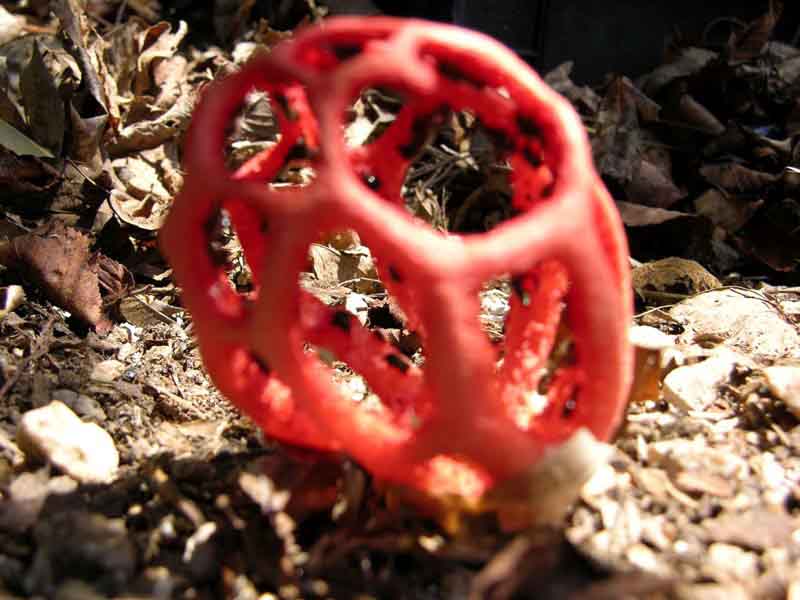 il Clathrus cancellatus si � rifatto vivo